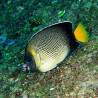 Apolemichthys Xanthurus : 10 cm